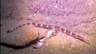 Pipefish.jpg